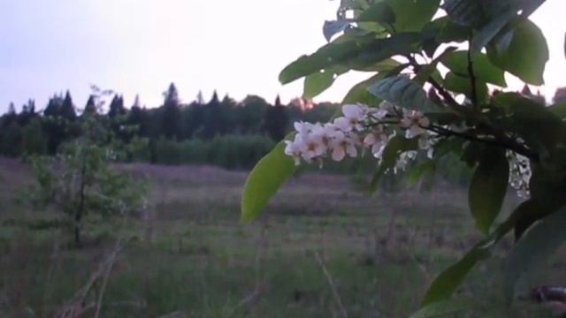 Утро. Черёмуха цветёт