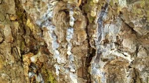 "Мир вокруг нас".  Живица на хвойном дереве