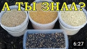 Какие СИДЕРАТЫ лучше? Все СЕКРЕТЫ правильного посева???