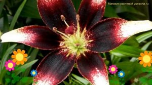 Лилия Пурпл Харт. Краткий обзор, описание характеристик, где купить луковицы Purple Heart