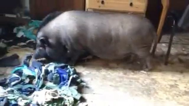 Минипиг