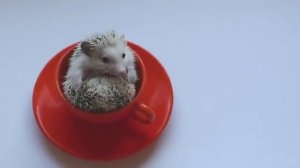 Смешные приколы про животных ТОПовая Подборка животных 2018 | #105