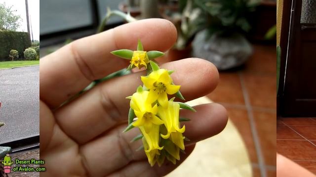 My Echeveria pulidonis Succulent Plant with Buds and Blooms смотреть онлайн
