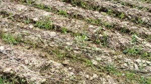 Обработка гербицидом яровой пшеницы с горохом 17.05.19