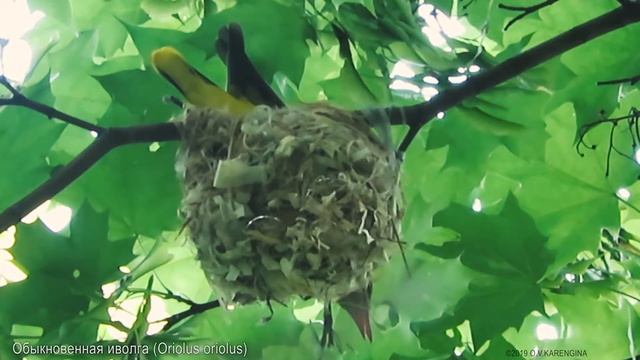 Обыкновенная иволга - Oriolus oriolus - Eurasian golden oriole смотреть онлайн