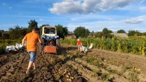 Трактор ЮМЗ КОПАЕТ КАРТОШКУ Уборка картофеля 2021 Копать картошку Бульбу #vseklevo #синийтрактор