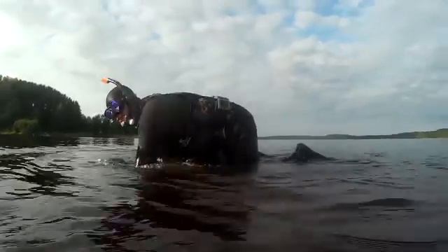 Ловля раков №4 [Лучшие моменты] Совместная ловля раков. Ловля крупных раков. смотреть онлайн