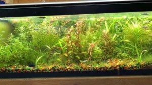 Перезапуск аквариума! Как сделать правильно, и надо ли вообще его делать? что нового на разводне