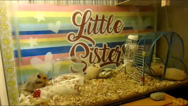 тайная жизнь домашних животных -3 смотреть онлайн