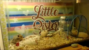 тайная жизнь домашних животных -3