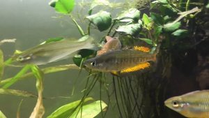 New Rainbow Fish! Melanotaenia Parkinsoni, Boesemani, Trifasciata, Glossolepis Incisus