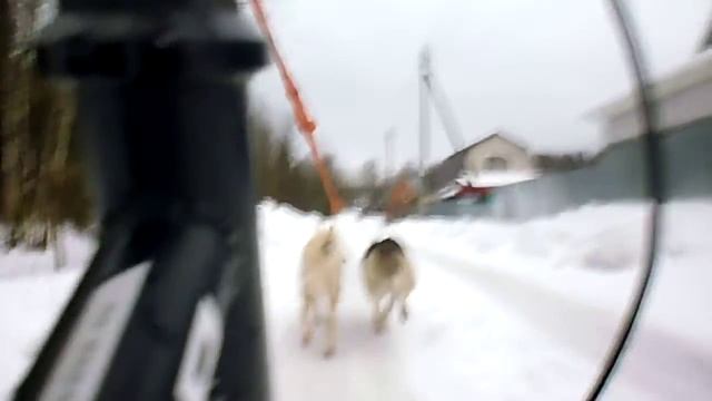 Хаски-клуб. Упряжка с двухколесным самокатом. Хаски Фил, Кичи смотреть онлайн