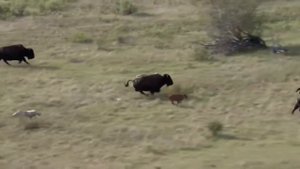 10 невероятно шокирующих битв диких животных попавших на камеру||сумасшедшие битвы животных