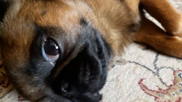 Брабансон Бруно ленивый🐶 смотреть онлайн