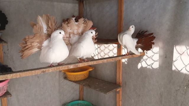 Продажа голубей Александр 89030203649 смотреть онлайн