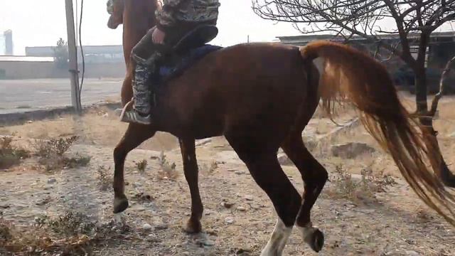 аспи фуруши смотреть онлайн