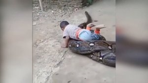 Огромная змея и малыш