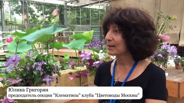 Выставка клематисов прошла в Аптекарском огороде смотреть онлайн