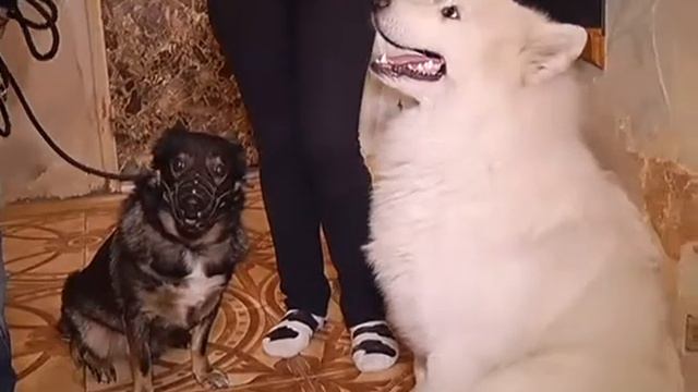 Жизнь замечательных зверей от 15.10.2014 смотреть онлайн