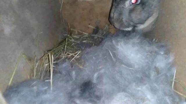 Простые клетки для кролей или мы их слепили из того что было