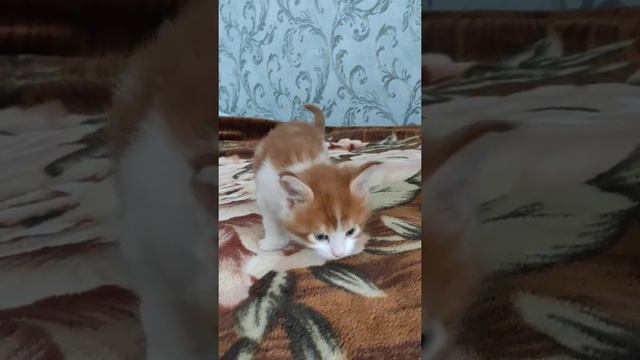 Котёнок мейн кун, 1 месяц