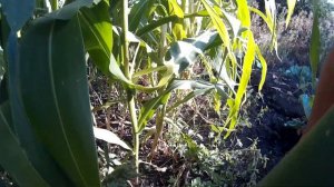 Выращивание Кукурузы в Открытом Грунте. Сбор Урожая.