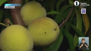 Челябинский газовик выращивает самую крупную черешню на Урале и сахарные персики.mp4