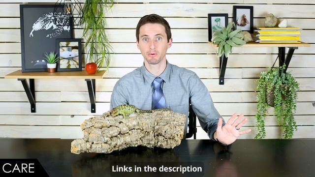 Solomon Island Prehensile-tailed Skink, The Best Pet Lizard? смотреть онлайн