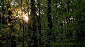 Музыка на 3 часа звук леса