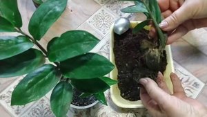 Замиакулькас.Пересадка