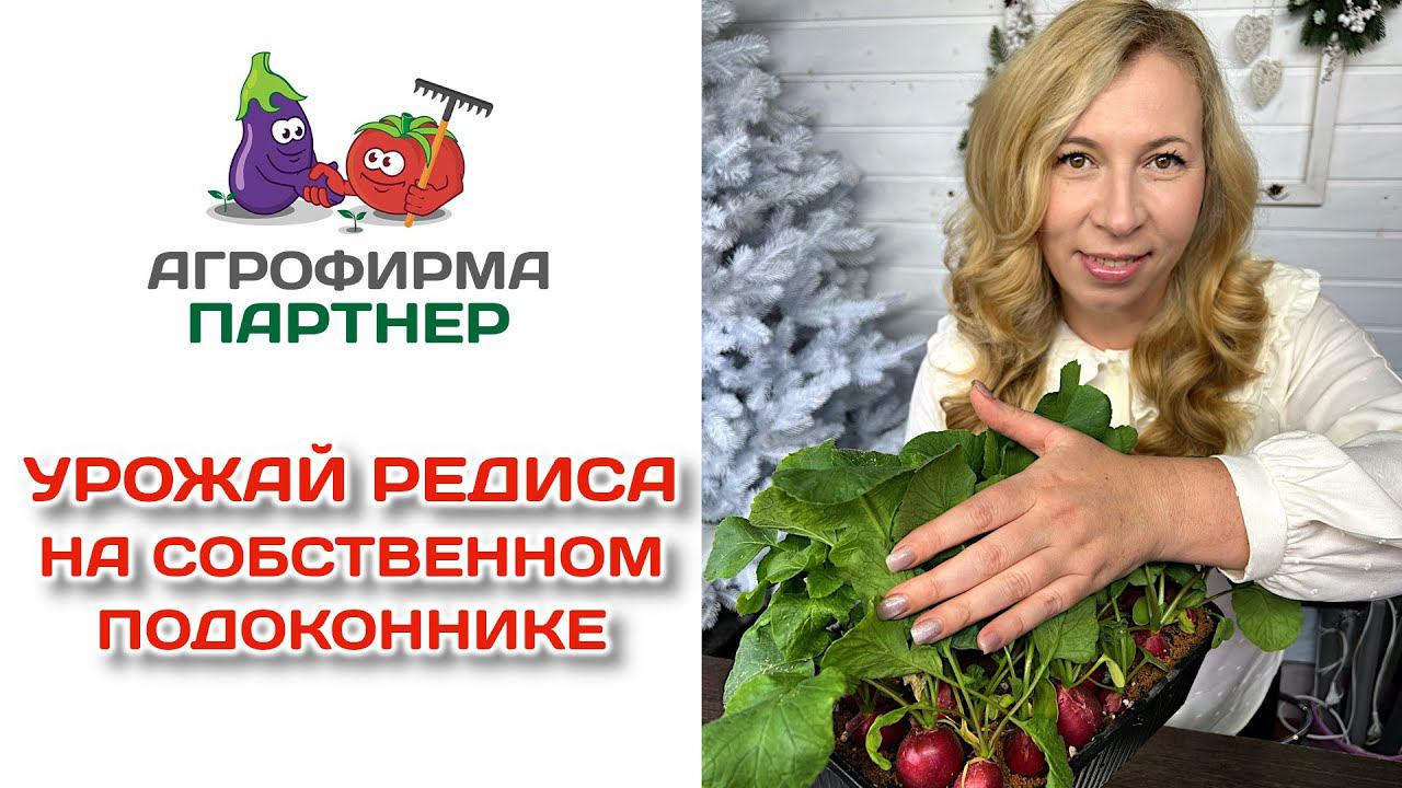 Урожай редиса на собственном подоконнике