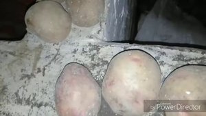 Хранения картофеля в зимний период/Сорта/Тонкости хранения