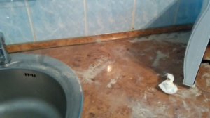 Чем травить тараканов