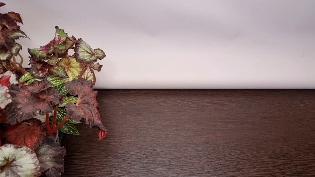 Свободные к заказу детки бегоний. Часть 3. смотреть онлайн