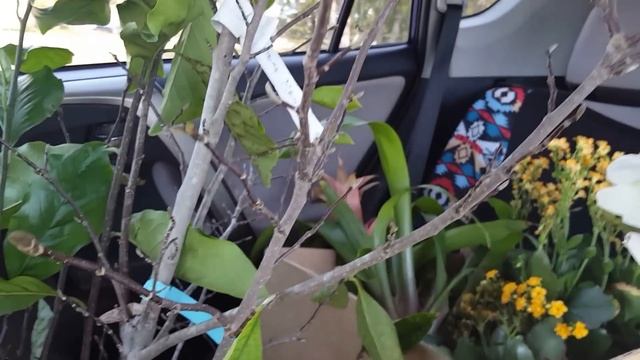 США. Где взять бесплатные цветы? Как магазин мне подарил орхидеи. Подарки вселенной. смотреть онлайн