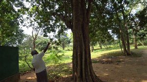 Джип сафари в Udawalawa. Экскурсия в Шри-Ланка