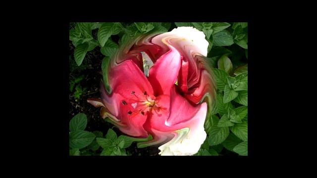 ЦВЕТЫ НА ДАЧЕ. ЦВЕТЫ В ИЮЛЕ. КРАСОЧНЫЙ ИЮЛЬ 2017