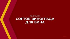 Онлайн курс обучения «Технология виноделия (Винодел)» - 12 лучших сортов винограда для вина