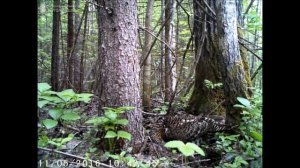 ID2867/Заповедник Кологривский лес/Глухара на гнезде и куница