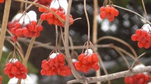Божественное возрождение юности женщины
