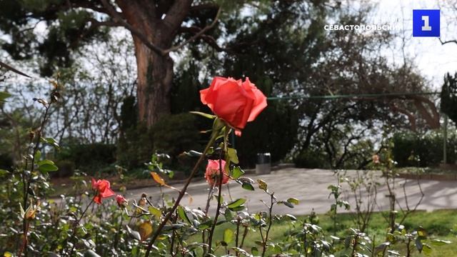Весна в январе: природа Ялты пробудилась от зимнего сна