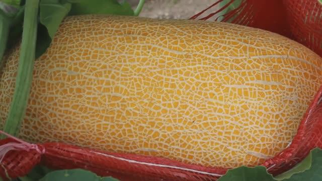 Арбузы и дыни в теплице. Часть 3. (24.08.20)