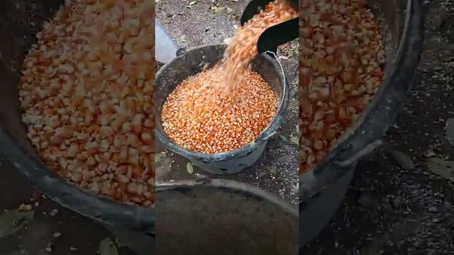 кукурузолущилка теребілка.0974340500.є на олх. смотреть онлайн