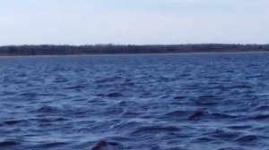 Архив. Рыбалка в устье Свири и Ладоге. 17.04.2016. Спиннинг. Большие приманки.