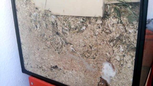 Хам Хам - подземный житель смотреть онлайн