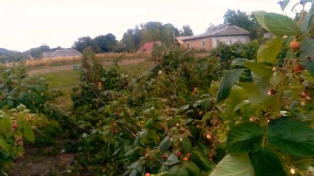 Урожай малины 2019,подвожу итоги сезона.Сорт ремонтантной малины 《Геракл》 смотреть онлайн