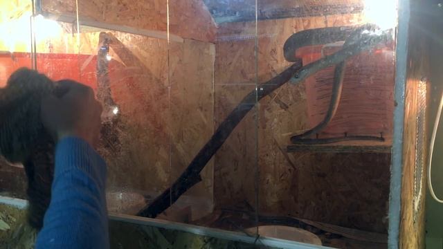 СНИМАЕМ КОЖУ С ЧЁРНОЙ МАМБЫ. Что-то пошло не так, пришлось помогать с хвостом смотреть онлайн