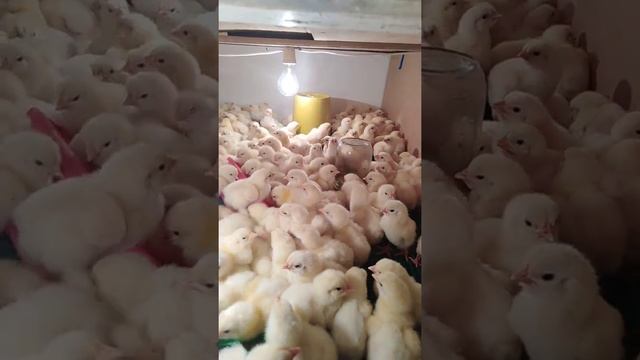 Цыпленок бройлера кобб 500 испания вывод 11 марта смотреть онлайн