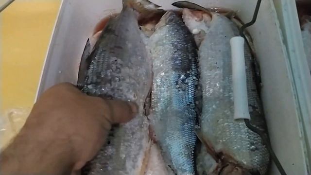 ВЯЛЕНЫЙ ЧЕБАК