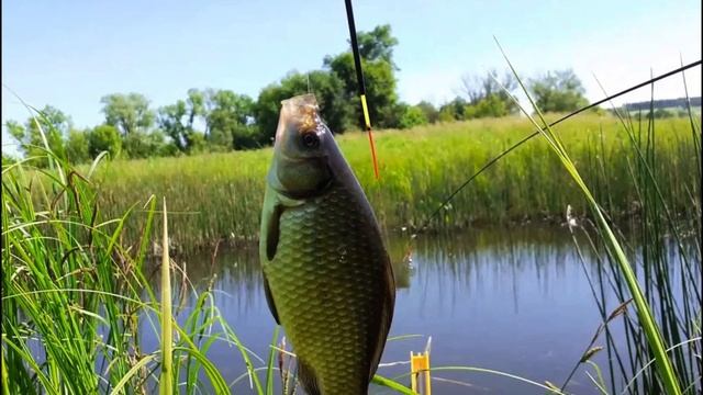 Правило которое работает 100% на килограммового Карася! смотреть онлайн